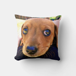 Cute Brown Dachshund Puppy Dog Cushion