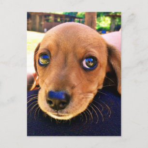 Cute Brown Dachshund Puppy Dog Postcard