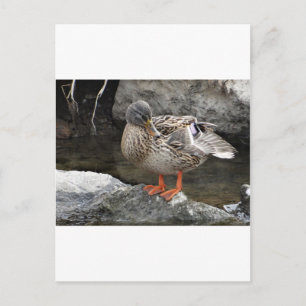 Cute brown duck postcard