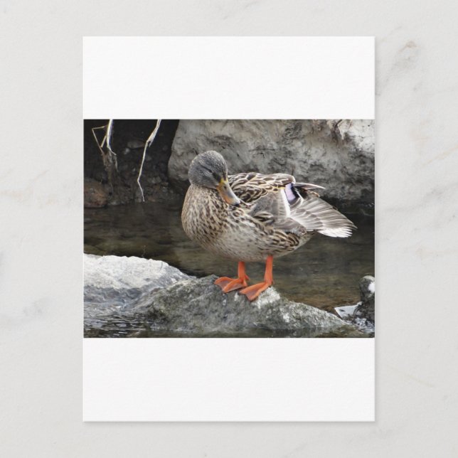 Cute brown duck postcard (Front)