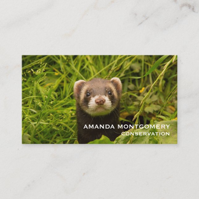 Cute Brown Ferret in the Grass Business Card (Front)