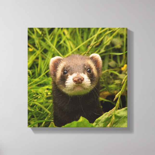 Cute Brown Ferret in the Grass Photo Canvas Print (Front)