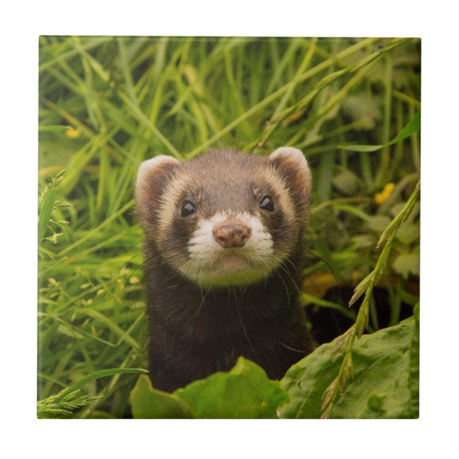 Cute Brown Ferret in the Grass Photo Tile (Front)