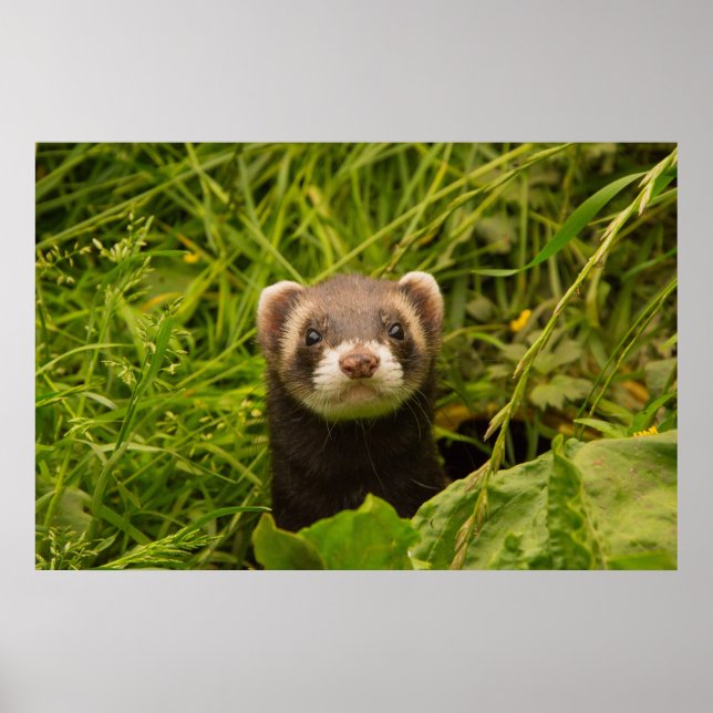 Cute Brown Ferret in the Grass Poster (Front)