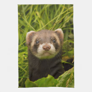 Cute Brown Ferret in the Grass Tea Towel
