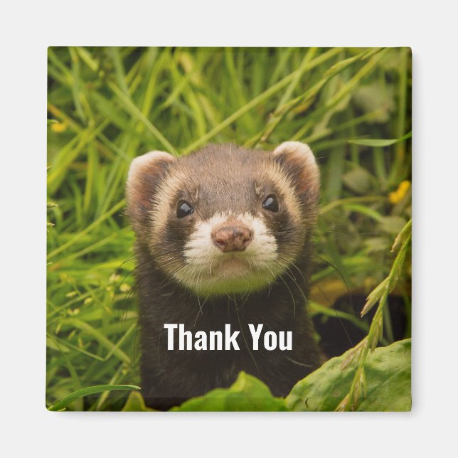 Cute Brown Ferret in the Grass Thank You Magnet (Front)