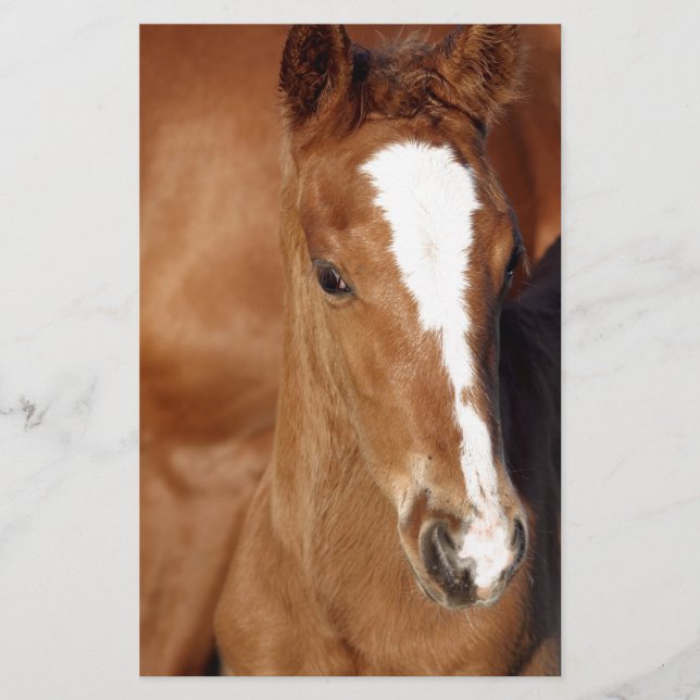 Cute brown foal (Front)