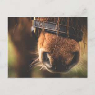 Cute Brown Horse Nose Postcard