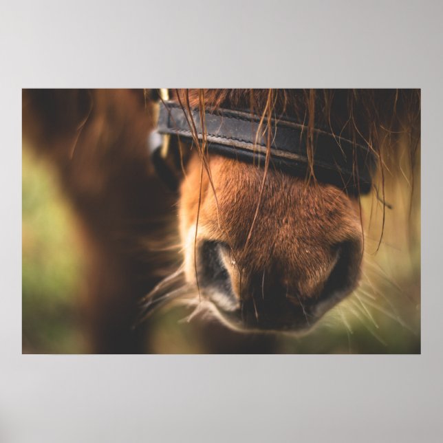 Cute Brown Horse Nose Poster (Front)