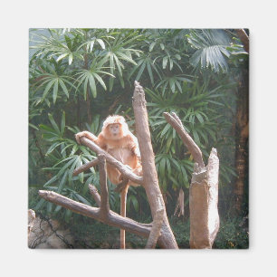 Cute Brown Monkey On The Tree Magnet