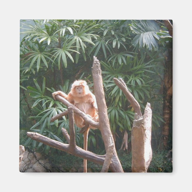 Cute Brown Monkey On The Tree Magnet (Front)