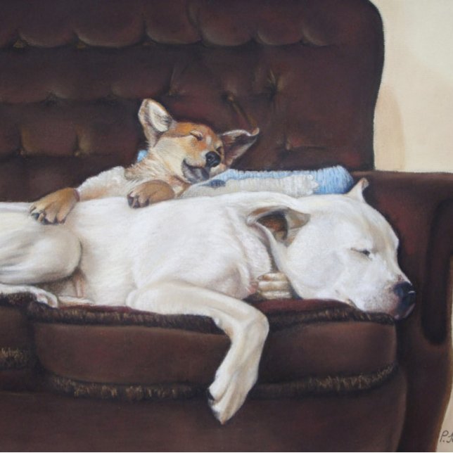 cute brown puppy cuddling white american bulldog envelope (Creator Uploaded)