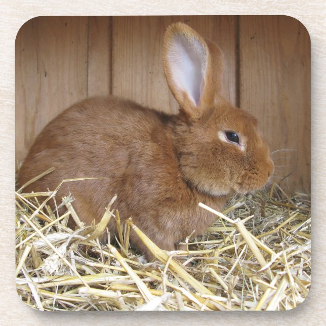 Cute Brown Rabbit in Fresh Hay Coaster (Front)