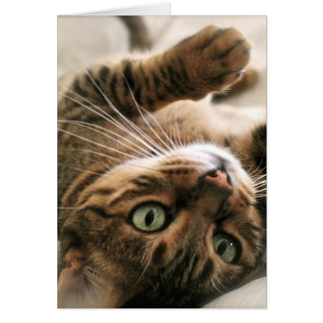 Cute Brown Spotted Bengal Cat Kitten Lying in Bed (Front)