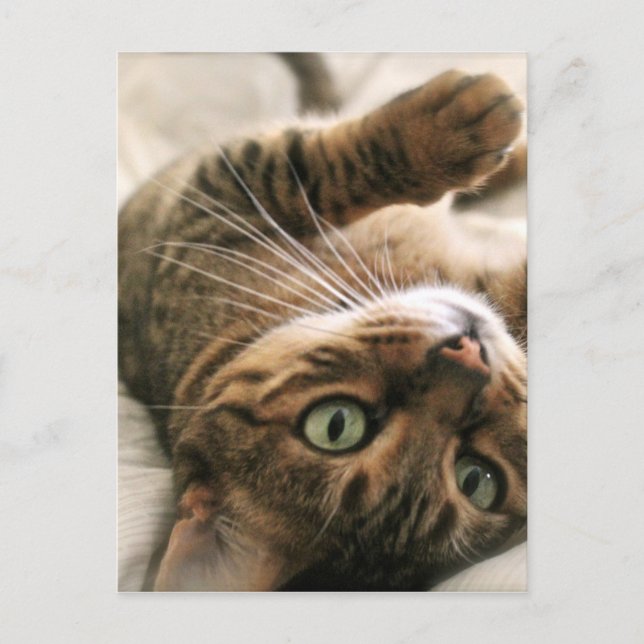 Cute Brown Spotted Bengal Cat Kitten Lying in Bed Postcard (Front)