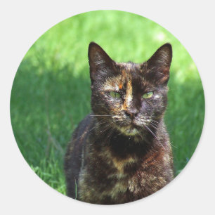 Cute Brown Tortoiseshell Cat Photo Classic Round Sticker