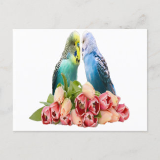Cute Budgie Design Postcard