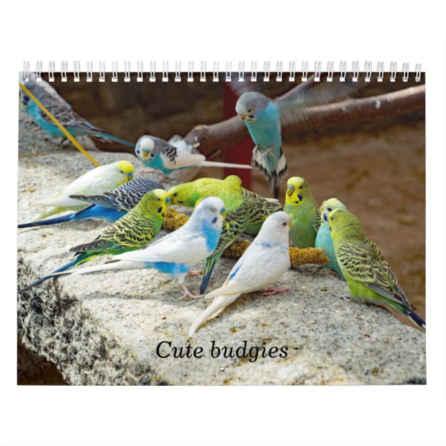 Cute budgies - snapshots of the little birds calendar (Cover)