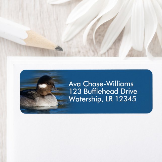 Cute Bufflehead Duck at the Pond (Insitu)