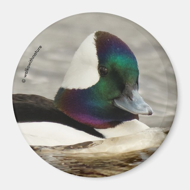 Cute Bufflehead Duck at the Pond Magnet (Front)