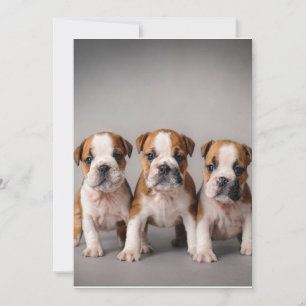 Cute Bulldog Puppies Dog Lovers Gift Holiday Card