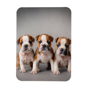 Cute Bulldog Puppies   Dog Lovers Gift Magnet