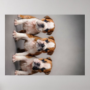 Cute Bulldog Puppies   Dog Lovers Gift Poster