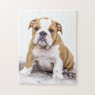 Cute Bulldog Puppy Sitting Down Jigsaw Puzzle