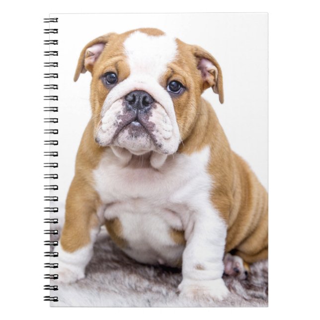 Cute Bulldog Puppy Sitting Down Notebook (Front)