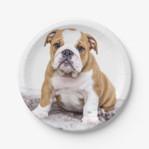 Cute Bulldog Puppy Sitting Down Paper Plate