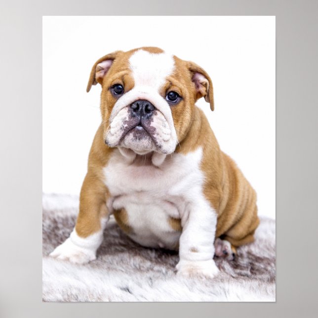 Cute Bulldog Puppy Sitting Down Poster (Front)