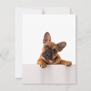 Cute Bulldog Really Cute, English Bulldog Invitation