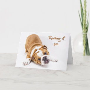 Cute Bulldog, Thinking of You Card