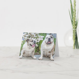 Cute Bulldogs Personalised Greeting Card