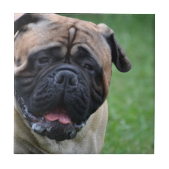 Cute Bullmastiff Tile (Front)