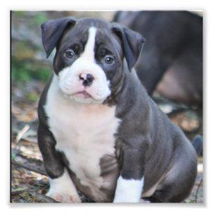 Cute bully breed puppy photo print