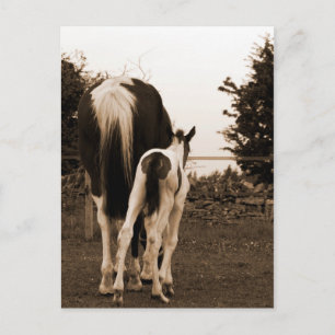 cute bum postcard