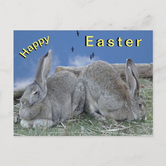 Cute Bunnies Happy Easter Postcard (Front)
