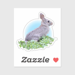 Cute Bunny