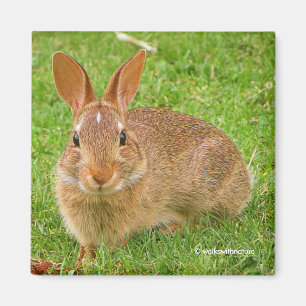 Cute Bunny Chewing Greens on the Golf Fairway Magnet