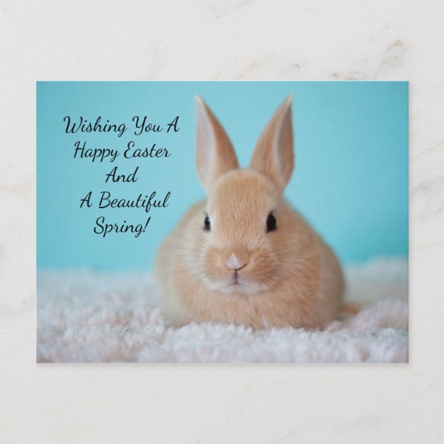 Cute Bunny Easter Holiday Postcard (Front)