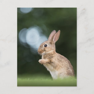 Cute Bunny Photo Postcard