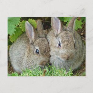 Cute Bunny Rabbit Animal Peace Love Destiny Postcard