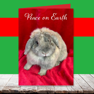 Cute Bunny Rabbit Christmas Cards