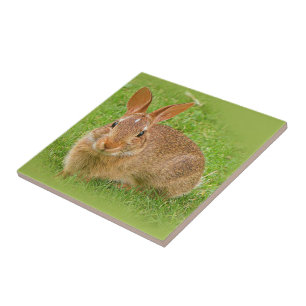 Cute Bunny Rabbit on the Golf Green Tile