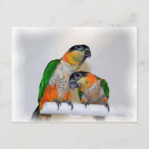 Cute Caique Parrot Pair Bird Postcard