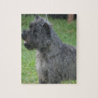 Cute Cairn Terrier