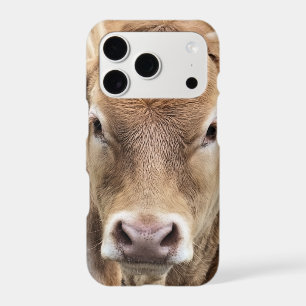 CUTE CALF