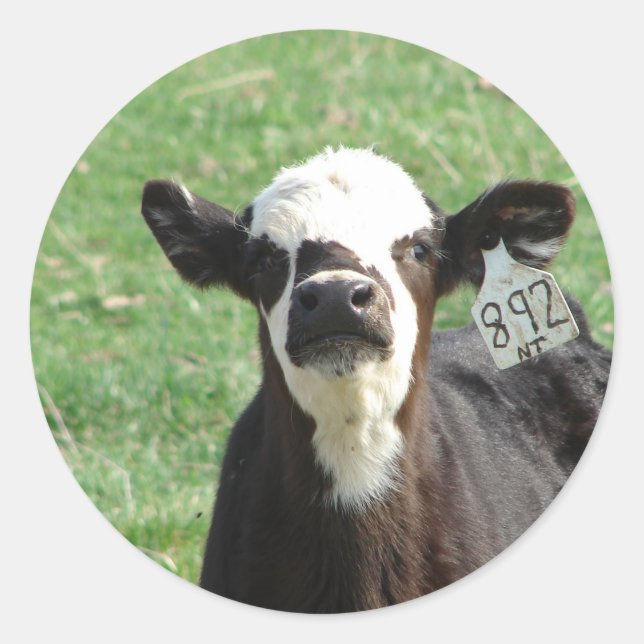 Cute Calf Classic Round Sticker (Front)
