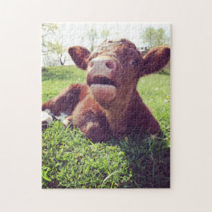 Cute Calf Lounging In The Pasture Jigsaw Puzzle